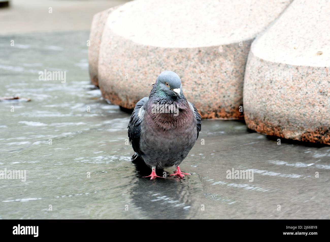 Urban pigeons in fountain Stock Photo