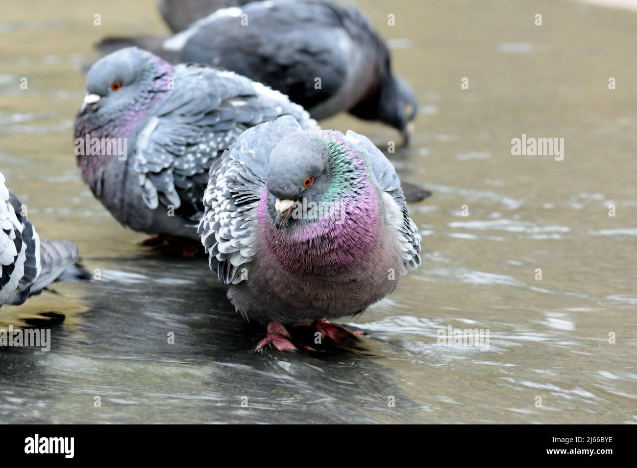 Urban pigeons in fountain Stock Photo