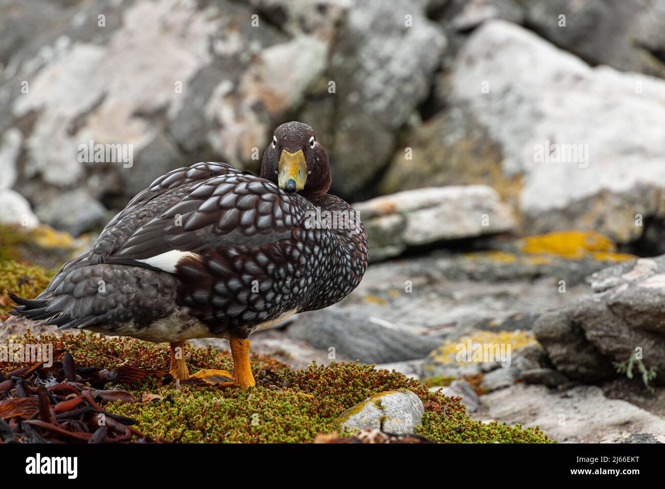 Falkland-Dampfschiffente (Tachyeres brachypterus), Carcass Island, Falklandinseln Stock Photo