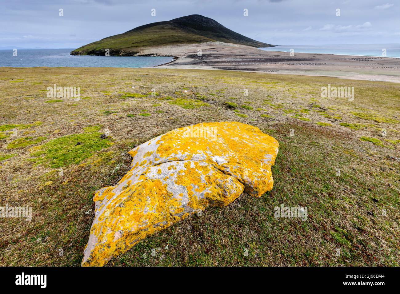 Flechtenbewachsener Fels an The Neck, Saunders Island, Falklandinseln