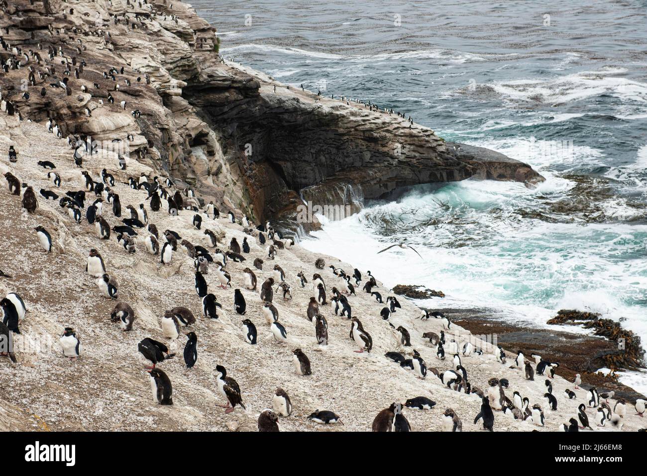 Seevogel-Kolonie mit Felsenpinguin (Eudyptes chrysocome) und Koenigskormoran (Phalacrocorax albiventer), Saunders Island, Falklandinseln Stock Photo