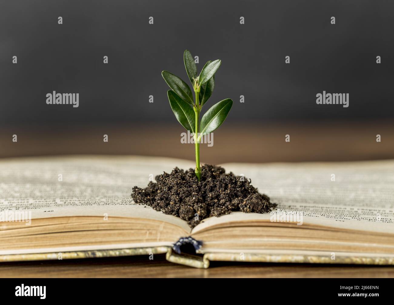 Assortment with book, plant growing on a book, concept growth, learning