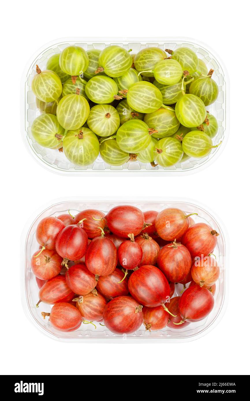 Green and red gooseberries, in plastic containers. Fresh ripe berries, fruits of Ribes, known as European gooseberry, with sourish sweet taste. Stock Photo