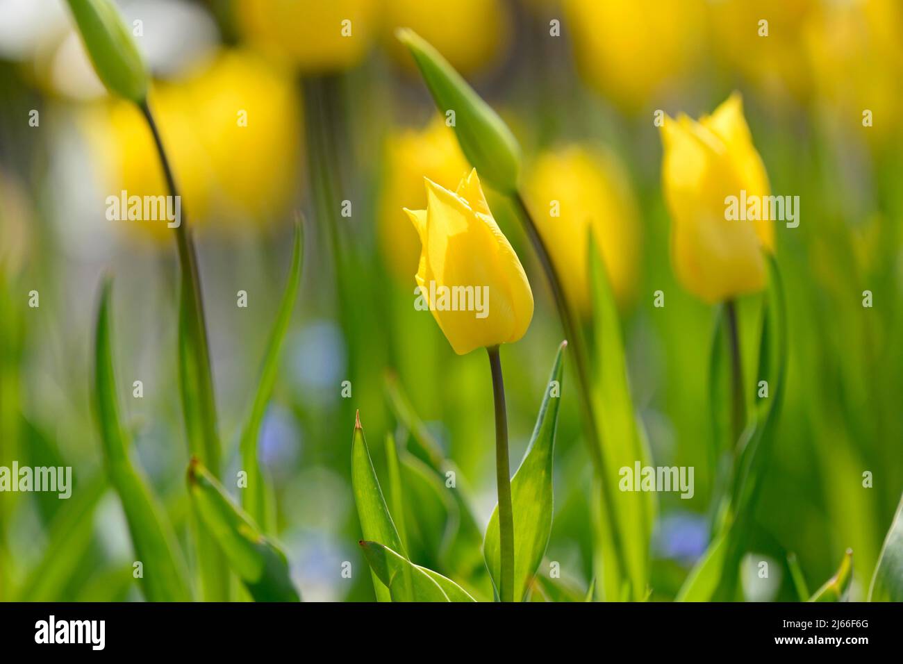 Tulpen (Tulipa), gelbe Blueten, Nordrhein-Westfalen, Deutschland Stock Photo