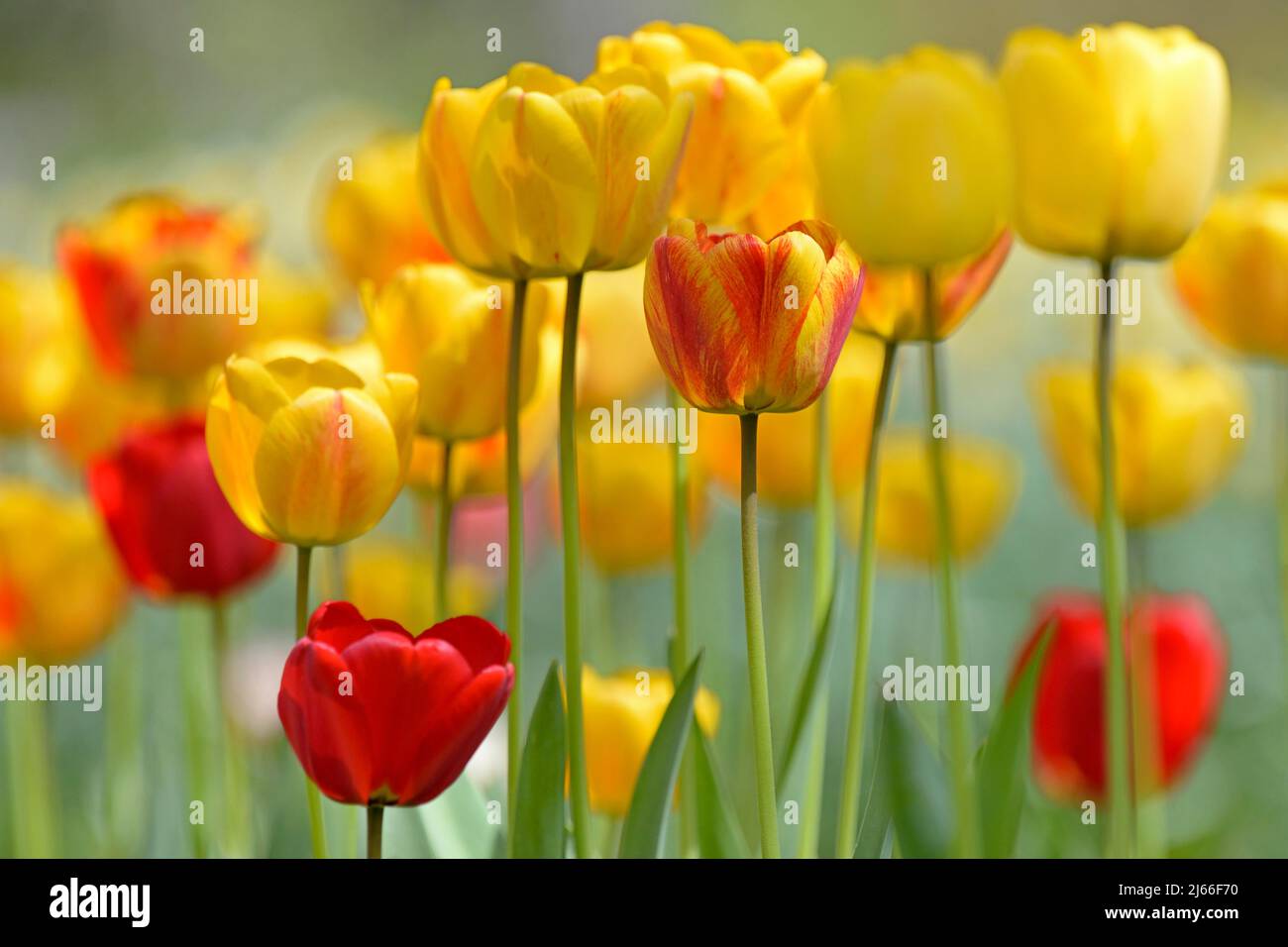 Tulpen (Tulipa), gelbe und rote Blueten, Nordrhein-Westfalen, Deutschland Stock Photo