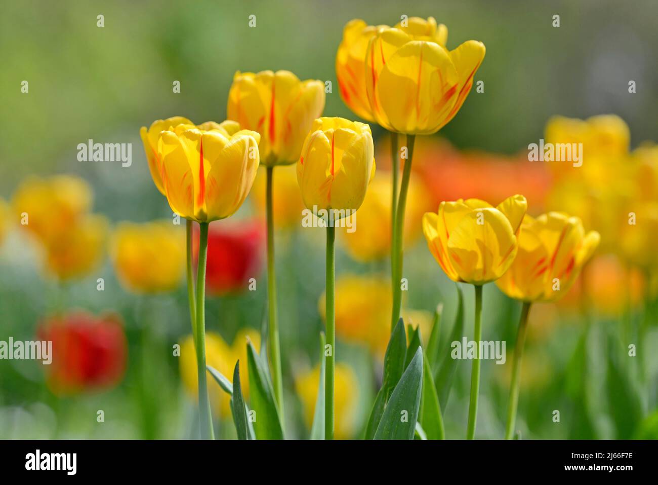 Tulpen (Tulipa), gelbe und rote Blueten, Nordrhein-Westfalen, Deutschland Stock Photo