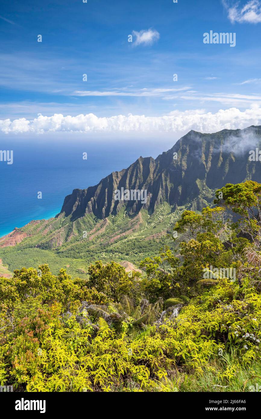 Blick vom Kalalau Lookout ins Kalalau Valley, Kokee State Park, Napali