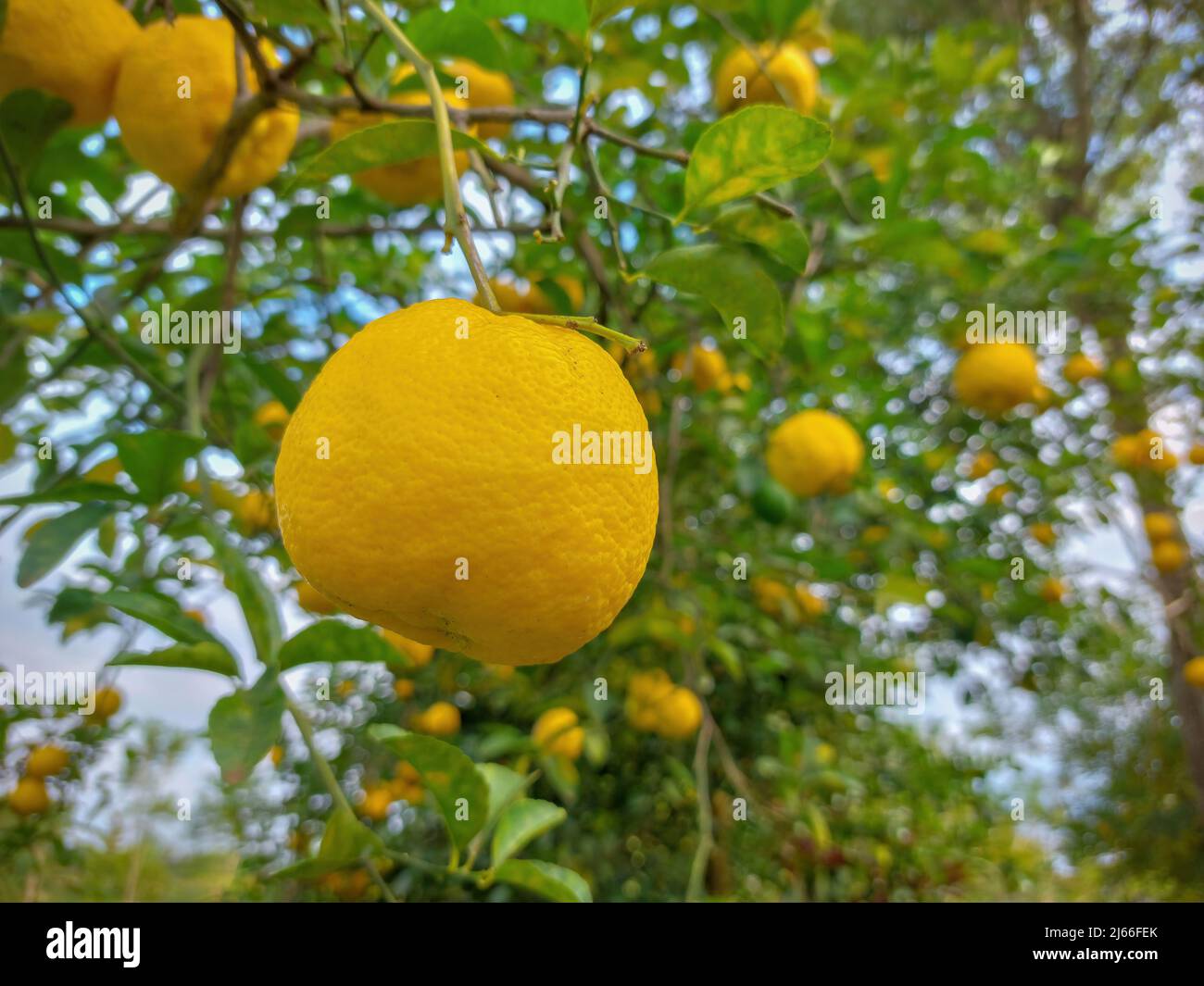 Lemons, ripe citrus fruits on the tree Stock Photo