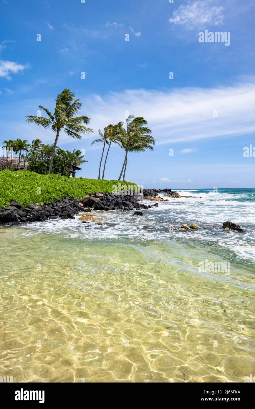 Palmen am Strand des Keiki Cove Beach, Kauai, Hawaii, USA Stock Photo