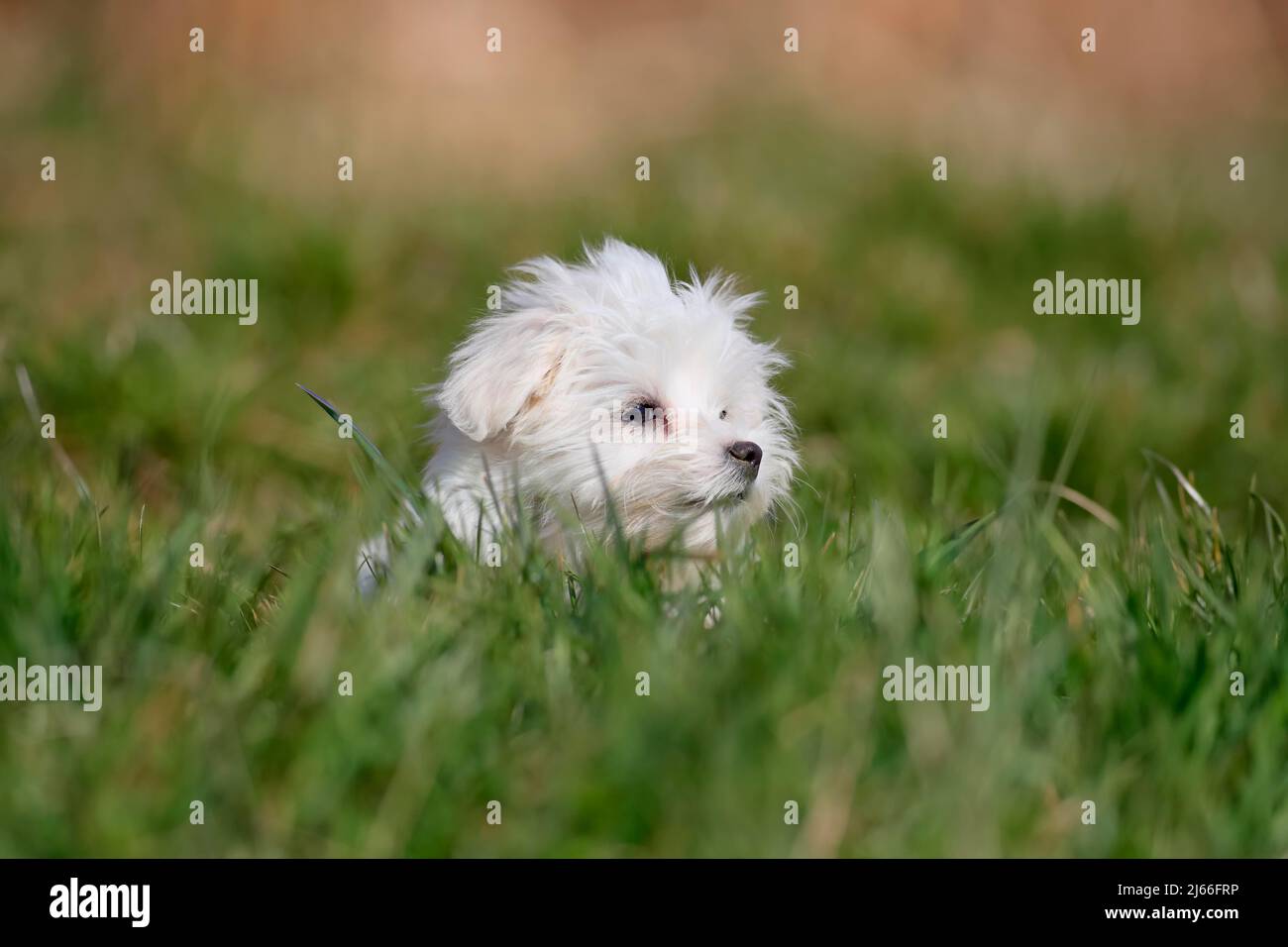 Malteser Welpe (Canis lupus familiaris), Welpe im Gras, Portrait, RheinlandPfalz, Deutschland