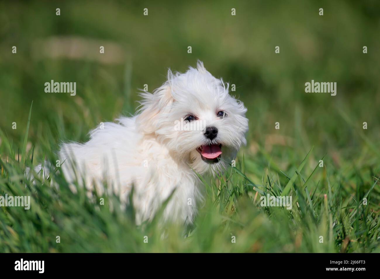 Malteser Welpe (Canis lupus familiaris), Welpe im Gras, Portrait, RheinlandPfalz, Deutschland