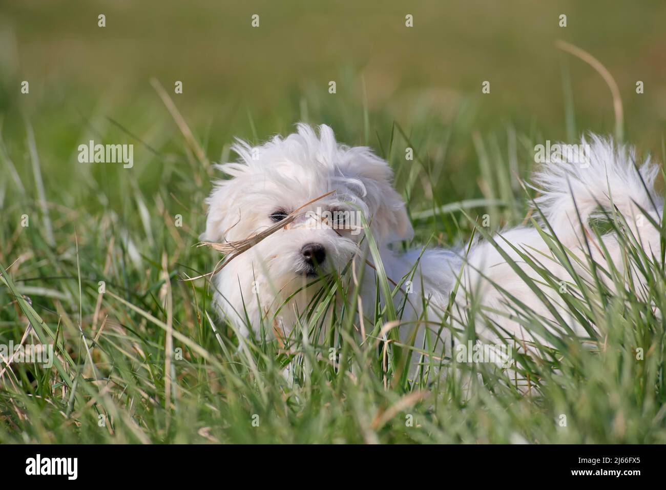 Malteser Welpe (Canis lupus familiaris), Welpe im Gras, Portrait, RheinlandPfalz, Deutschland