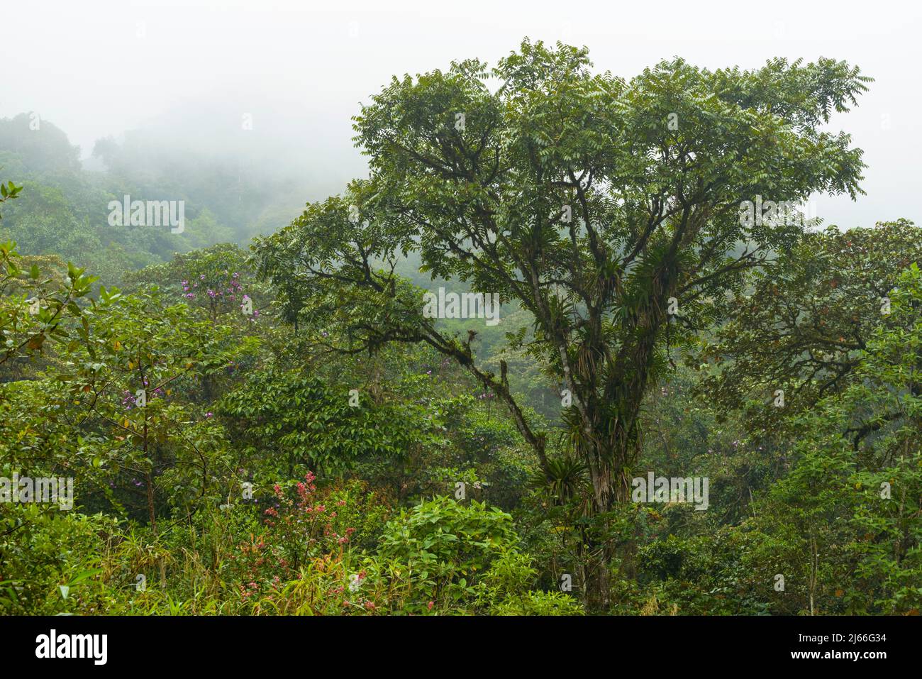 Baum mit Epiphyten im Nebelwald, Regenwald, Provinz Pichincha, Ecuador Stock Photo