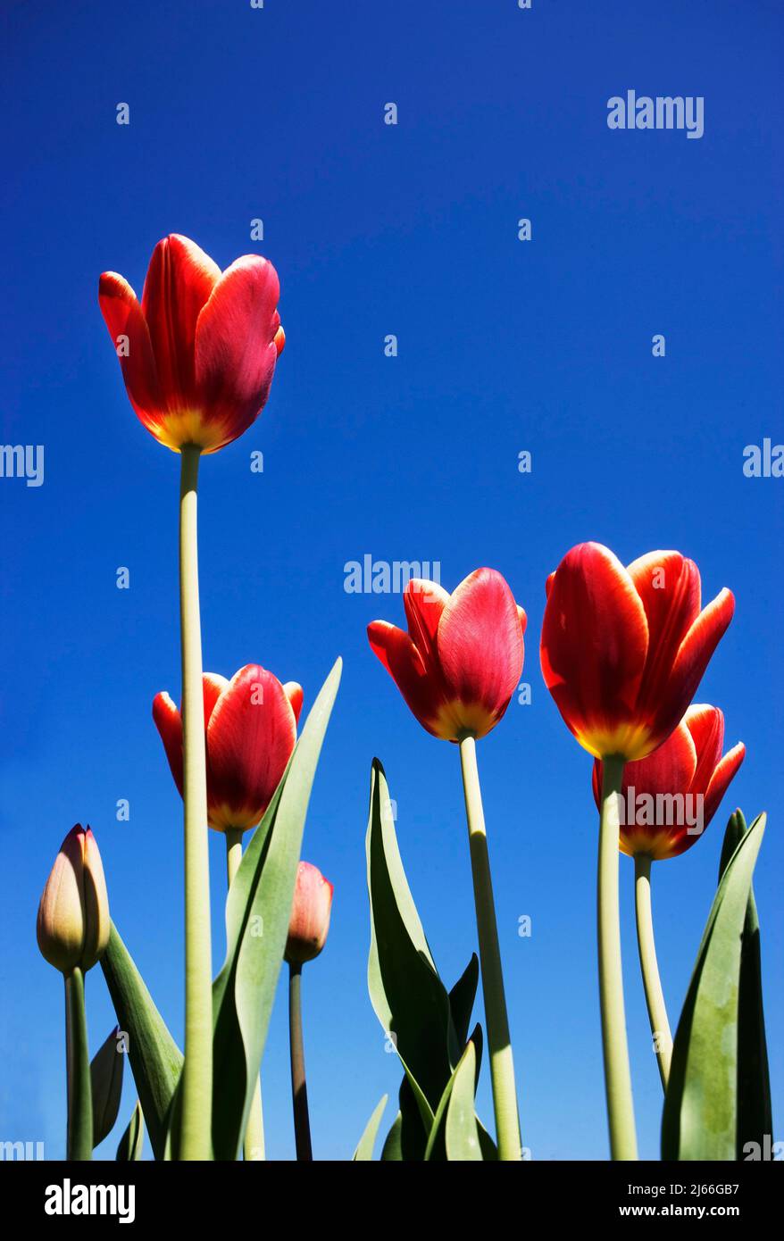 Bluehende rote Tulpen (Tulipa gesneriana) vorm blauen Himmel, Fruehlingsblume, Oesterreich Stock Photo