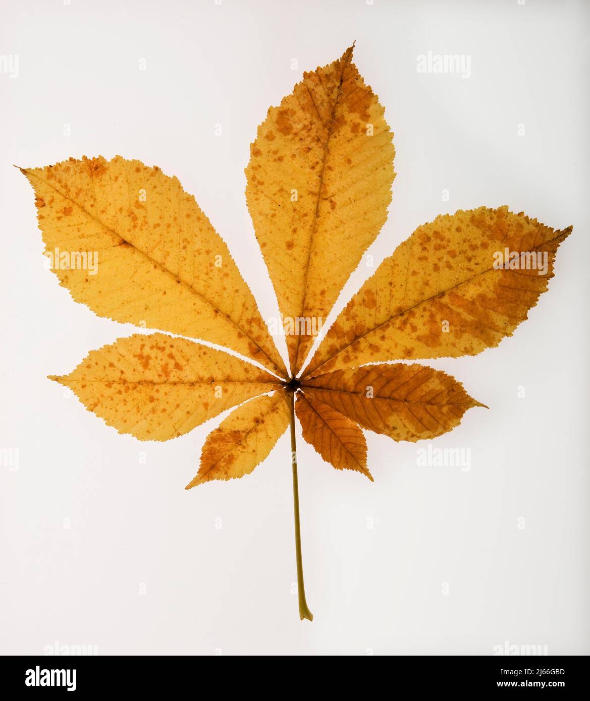 Herbstlich verfaerbtes Kastanienblatt, Kastanie (Castanea), Studioaufnahme Stock Photo