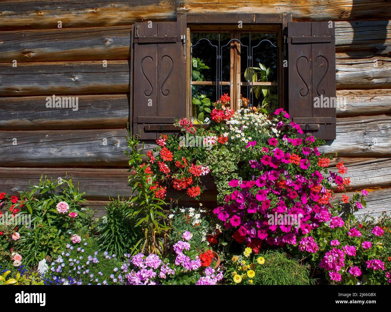 Hoelzernes Bauernhaus mit bunten Blumenfenster und Blumengarten, Holzfassade, Postalm, Salzkammergut, Land Salzburg, Oesterreich Stock Photo
