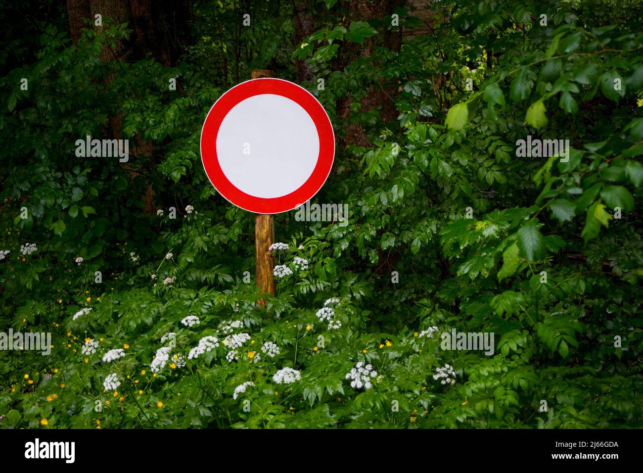 Verkehrsschild Durchfahrt Verboten steht im Gebuesch am Waldrand, Fahrverbotstafel, Verkehrszeichen, Oberoesterreich, Oesterreich Stock Photo
