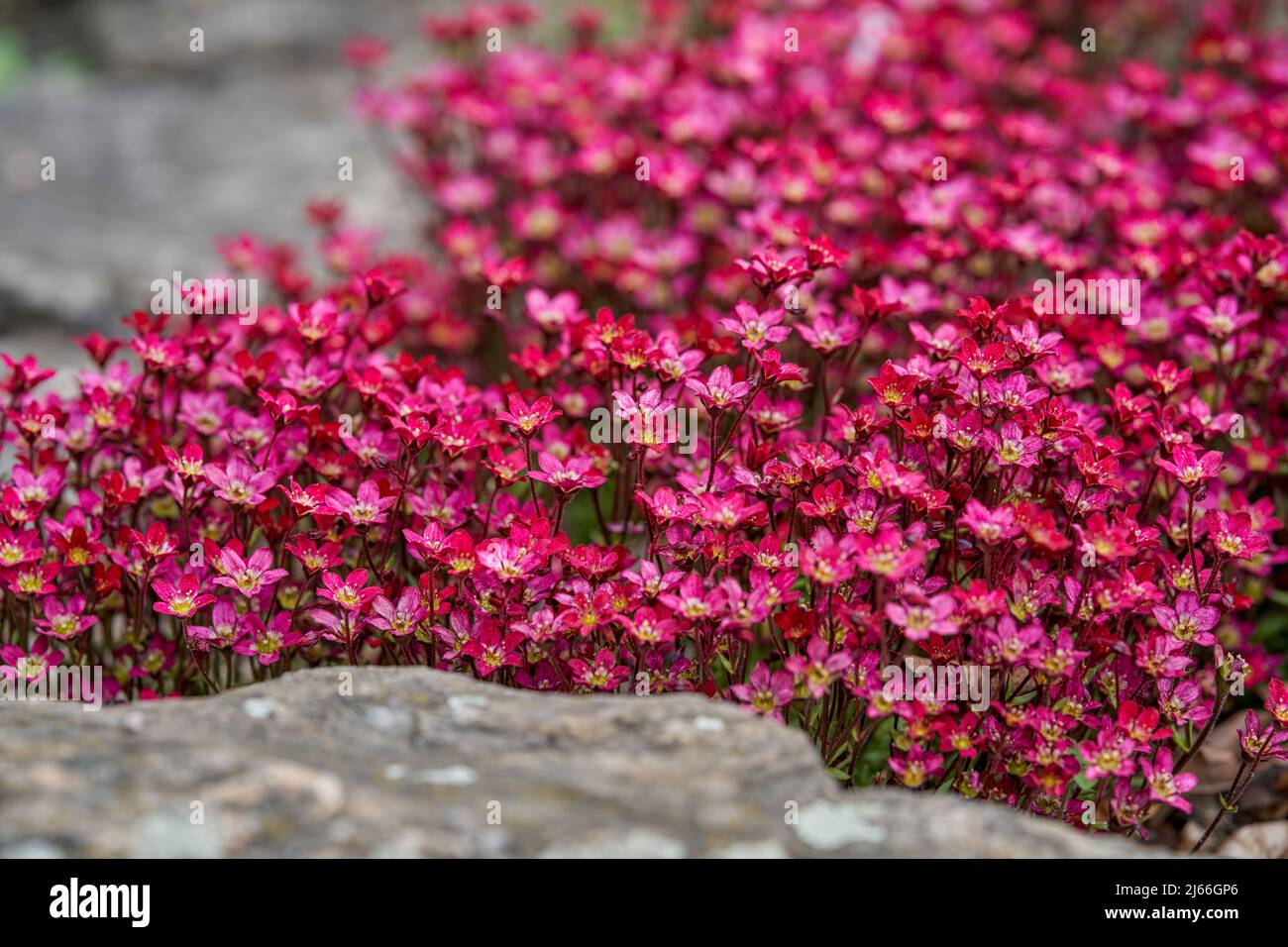 Red pink saxifraga arendsii rockred lush blossom Stock Photo