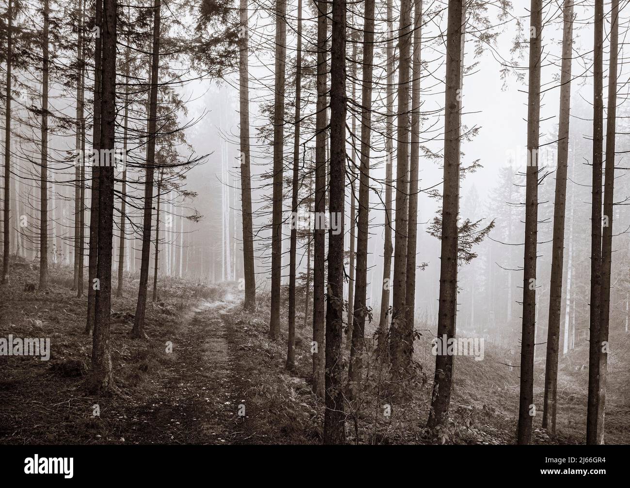 Sepiafarben, Forststrasse fuehrt durch einen nebeligen Nadelwald, Mondsee, Mondseeland Salzkammergut, Oberoesterreich, Oesterreich Stock Photo