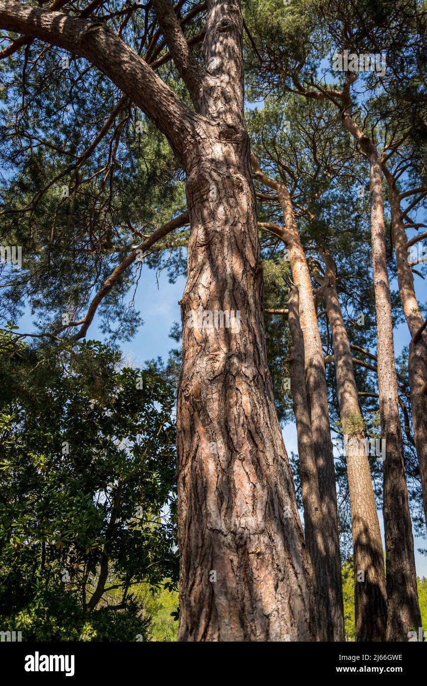 Pinus sylvestris, the Scots pine, Scotch pine or Baltic pine, is a species of tree in the pine family Pinaceae that is native to Eurasia Stock Photo