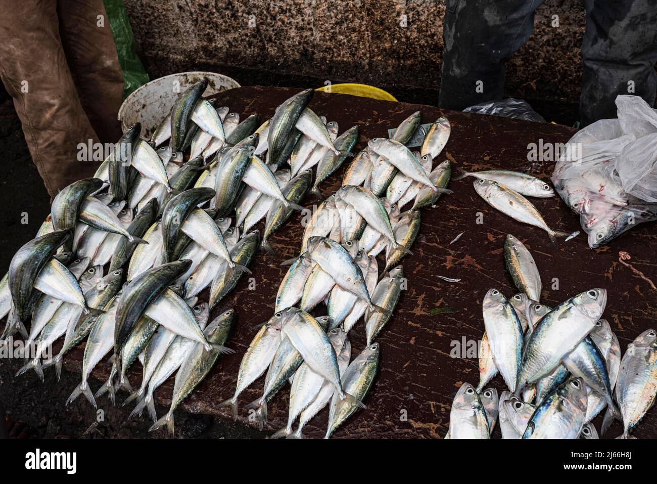 Fisch Angebot an Fischstand am Fischereihafen, Stone Town, Unguja, Sansibar, Tansania Stock Photo