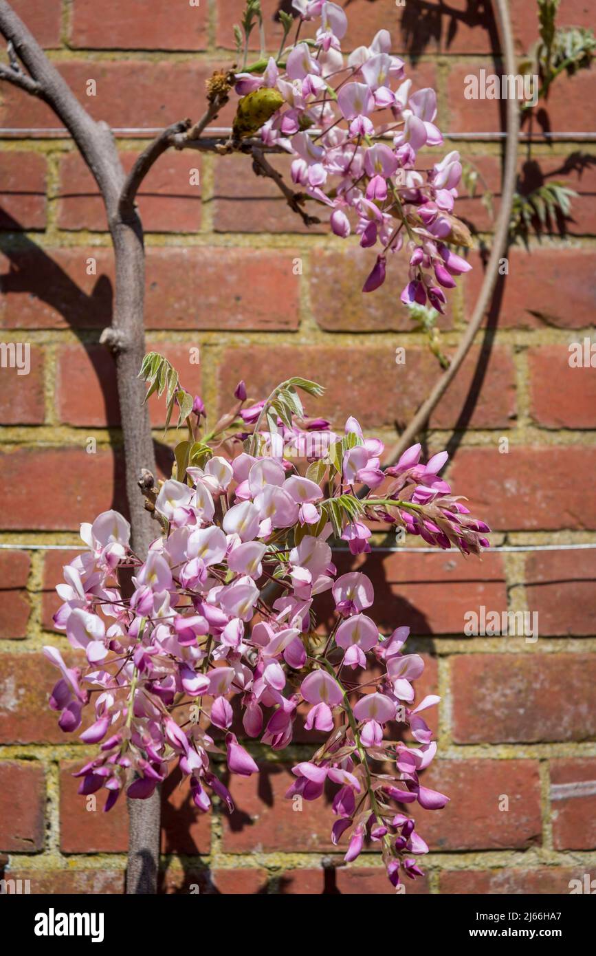 Wisteria brachybotrys 'Showa-beni' Stock Photo - Alamy