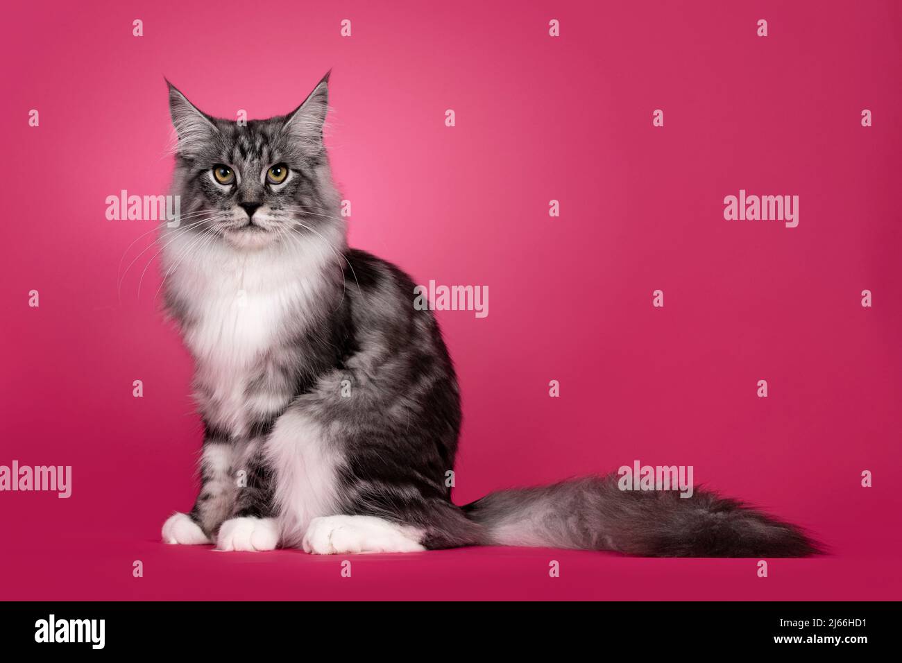 Impressive silver black tabby Maine Coon cat, sitting side ways