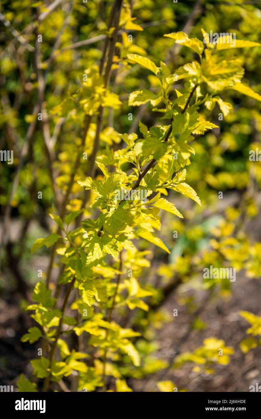 Physocarpus opulifolius 'Dart's Gold', ninebark 'Dart's Gold' shrub