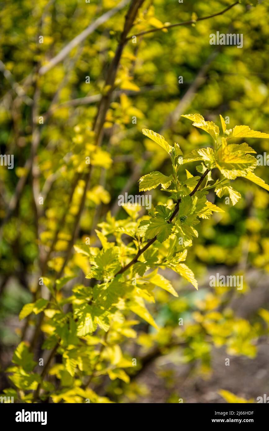 Physocarpus opulifolius 'Dart's Gold', ninebark 'Dart's Gold' shrub