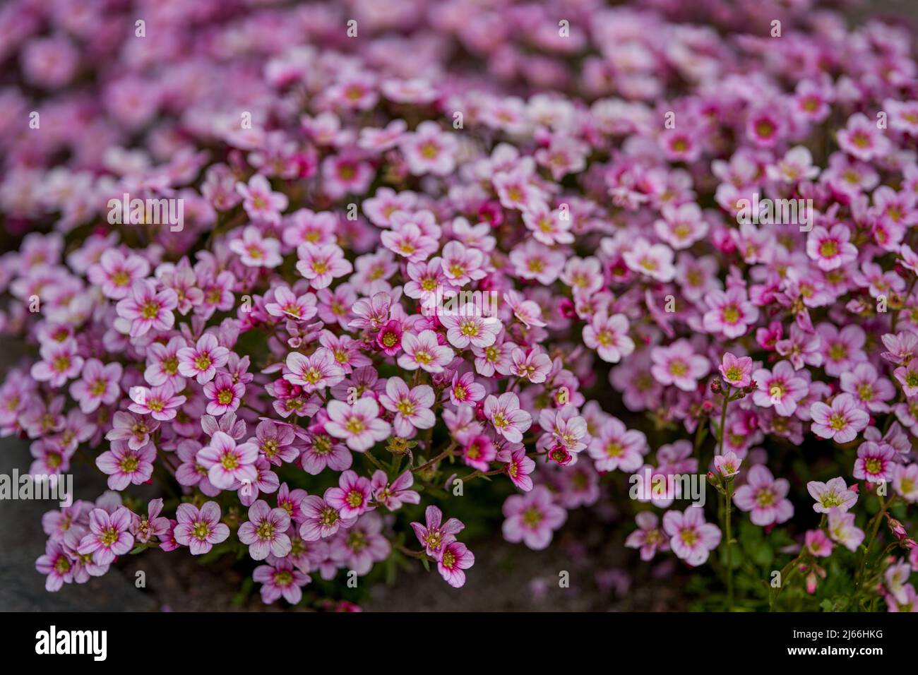 pink saxifraga arendsii rosenzwerg  lush blossom Stock Photo