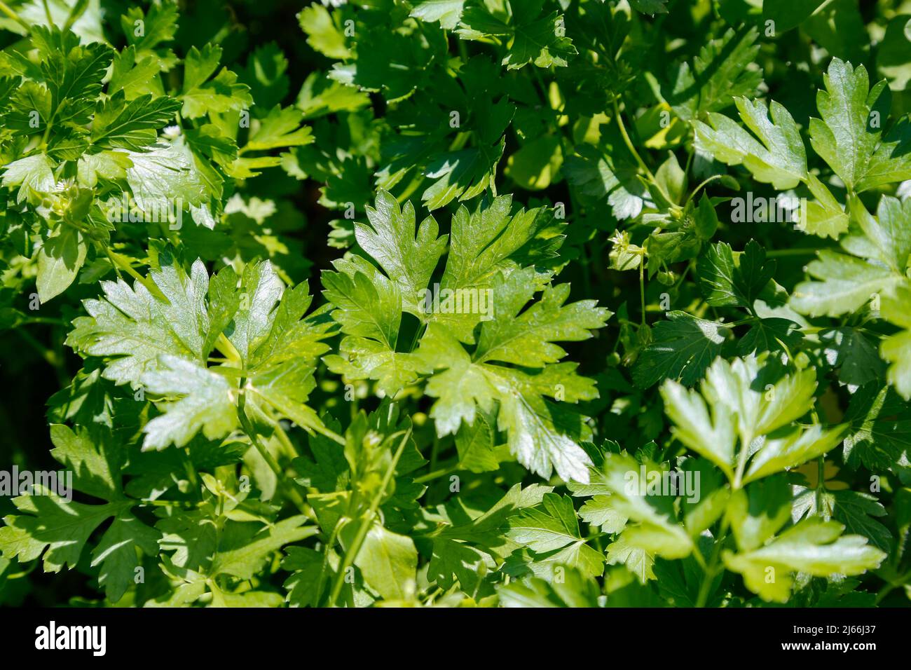 Grossblaettrige Petersilie (Petroselinum crispum v. neapolitanum) im Kraeutergarten des ehemaligen Frauenklosters Inzigkofen, ehemaliges Stock Photo