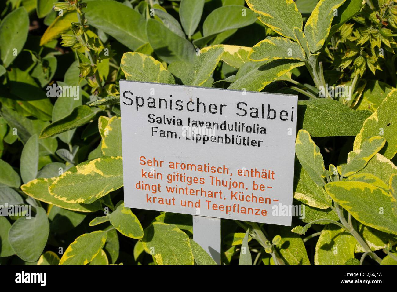 Informationstafel Spanischer Salbei (Salvia lavandulifolia), Fam. Lippenbluetler, sehr aromatisch, enthaelt kein giftiges Thujon, bedingt winterhart Stock Photo