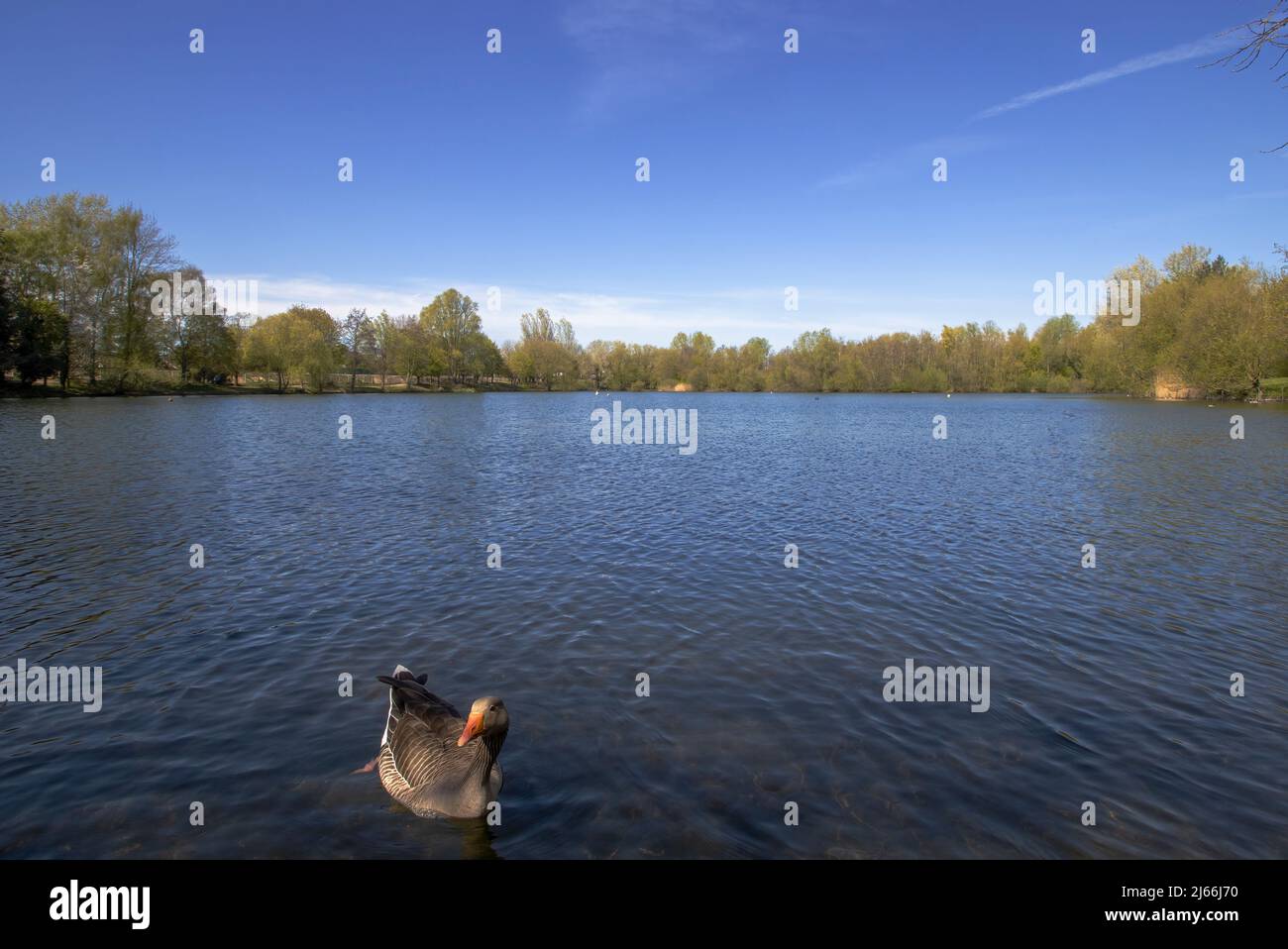 A Greylag Goose (Anser anser) on a lake in Suffolk, UK Stock Photo