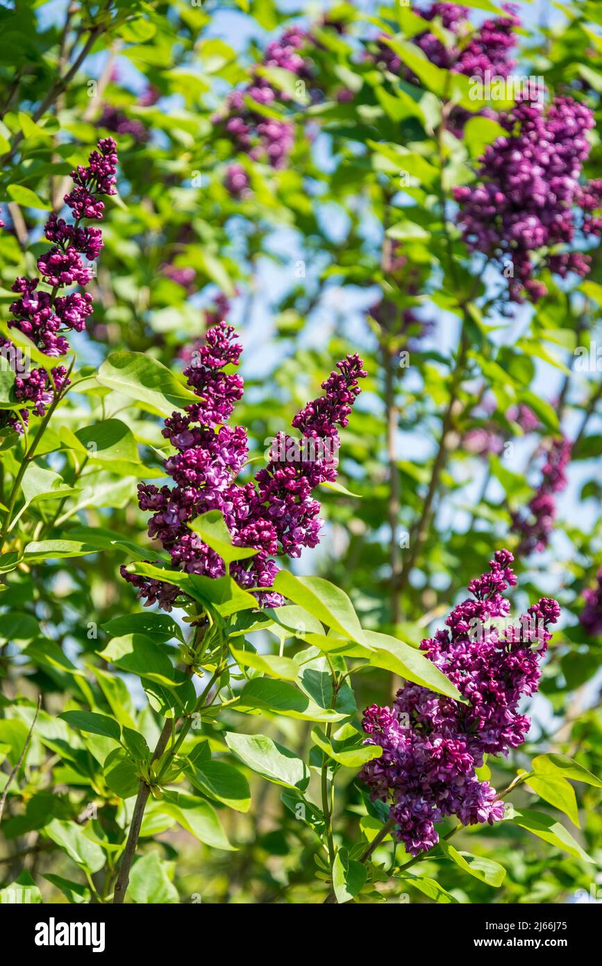 Syringa vulgaris 'Charles Joly', common lilac shrub Stock Photo Alamy