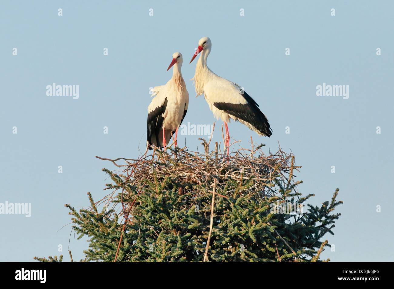 Weissstorchen Paar steht waehrend der Paarungszeit in ihrem Nest inmitten der Baumkrone einer grossen Fichte, Fruehling, Oetwil am See, Kanton Stock Photo