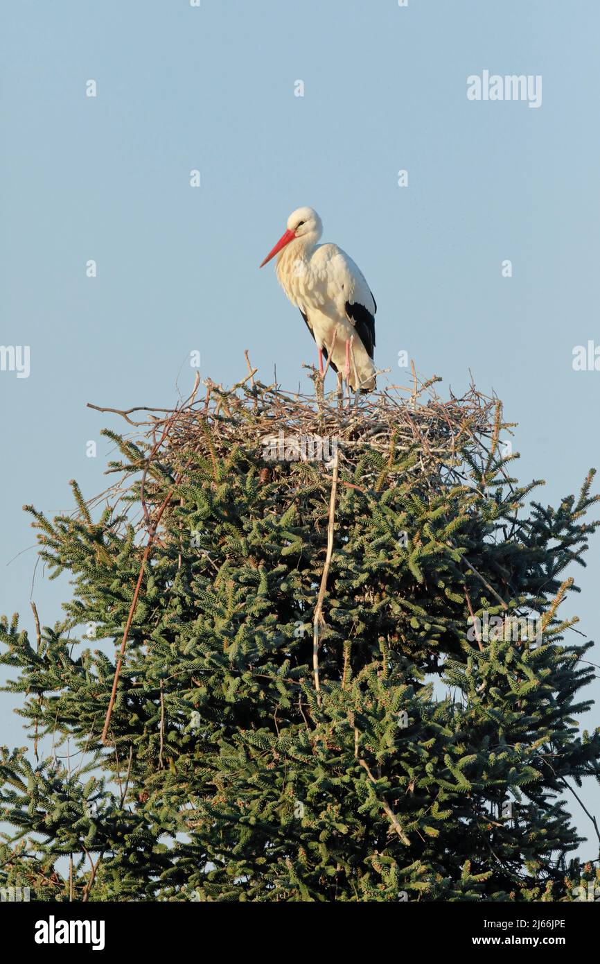 Einzelner Weissstorch steht im Nest inmitten der Baumkrone einer grossen Fichte, Paarungszeit im Fruehling, Oetwil am See, Kanton Zuerich, Schweiz Stock Photo