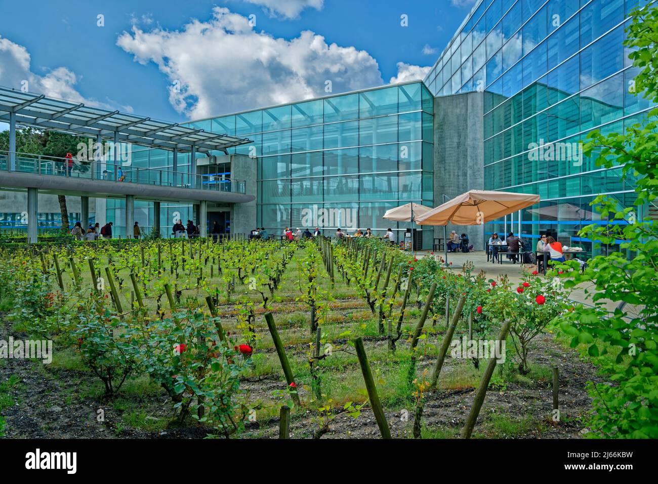 Bordeaux Merignac Airport relaxation area with grape vines and rose trees, Acquitaine. Stock Photo