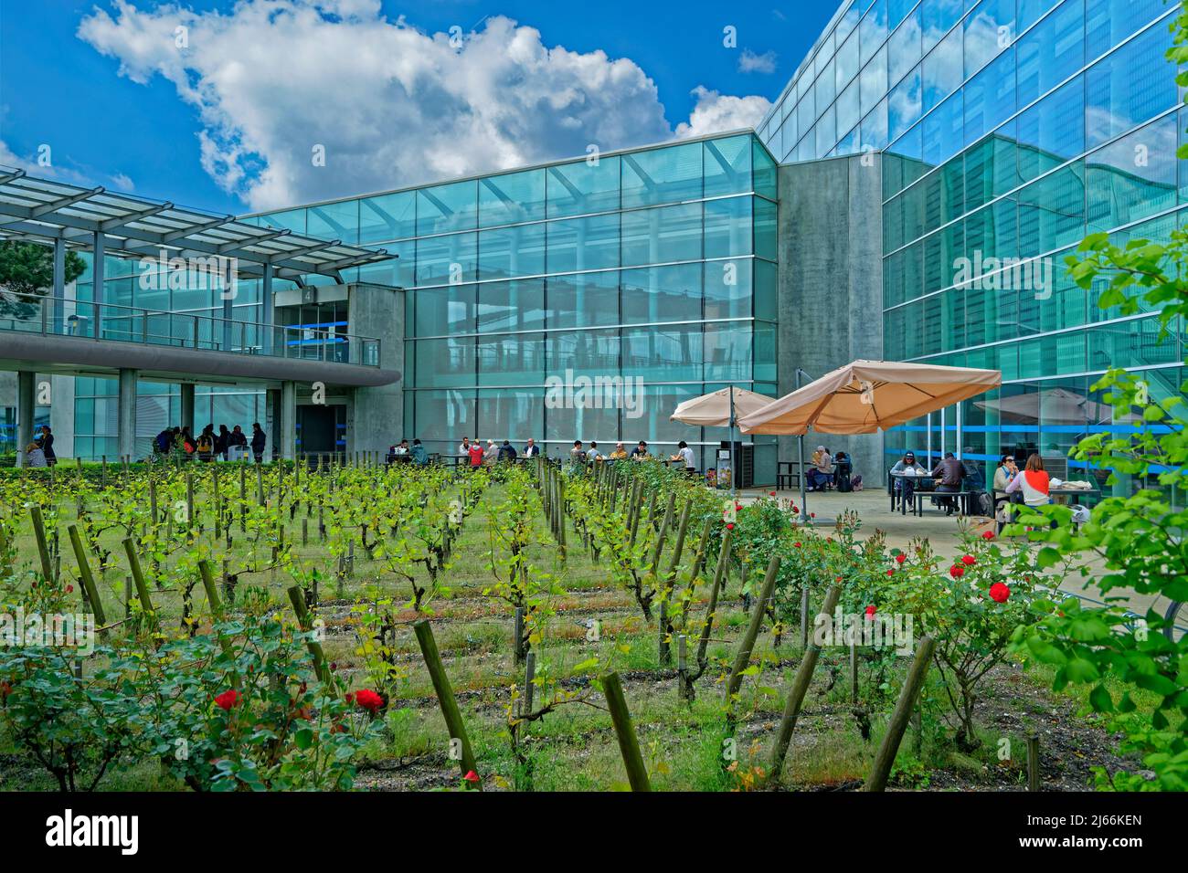 Bordeaux Merignac Airport relaxation area with grape vines and rose trees, Acquitaine. Stock Photo