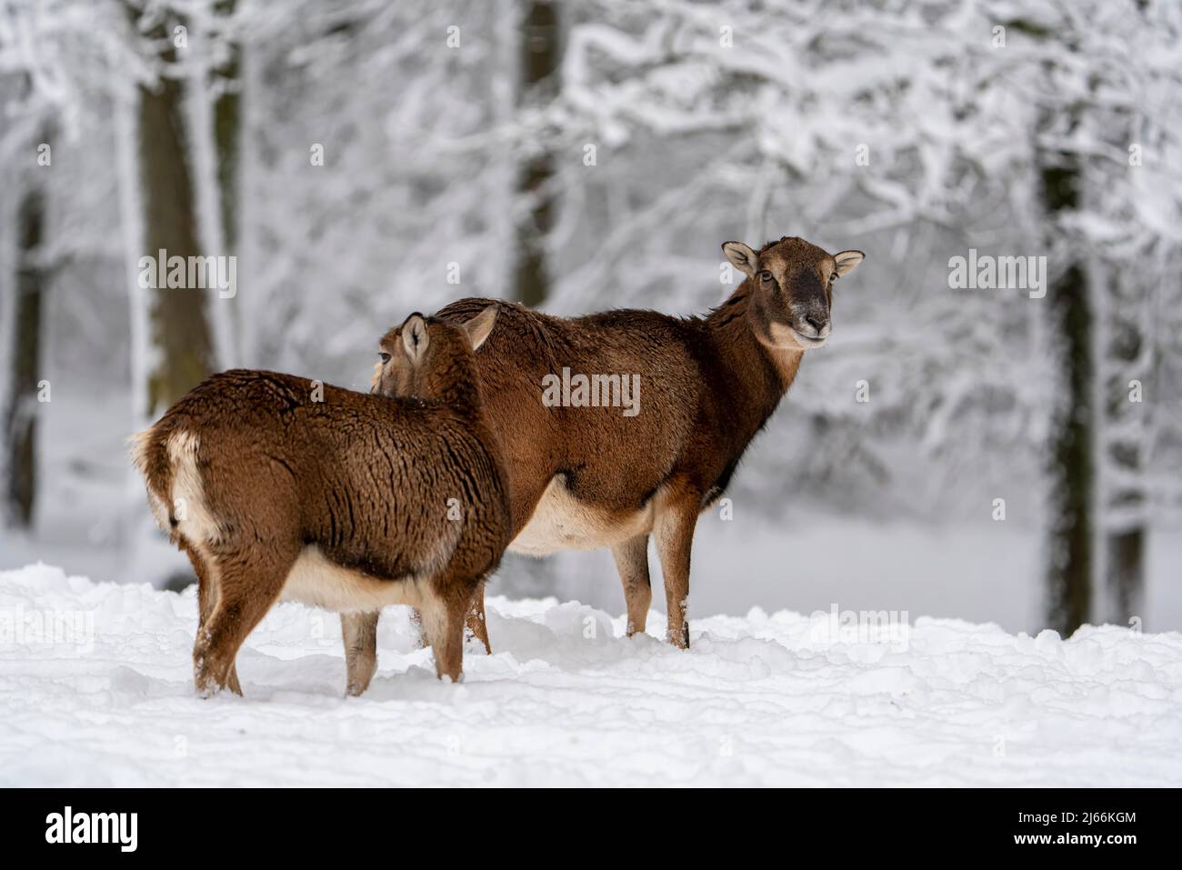 Mufflon (Ovis-gmelini) weibliches Wild im Winter im Wald, bei geschlossener Schneedecke, Vulkaneifel, Rheinland-Pfalz, Deutschland Stock Photo
