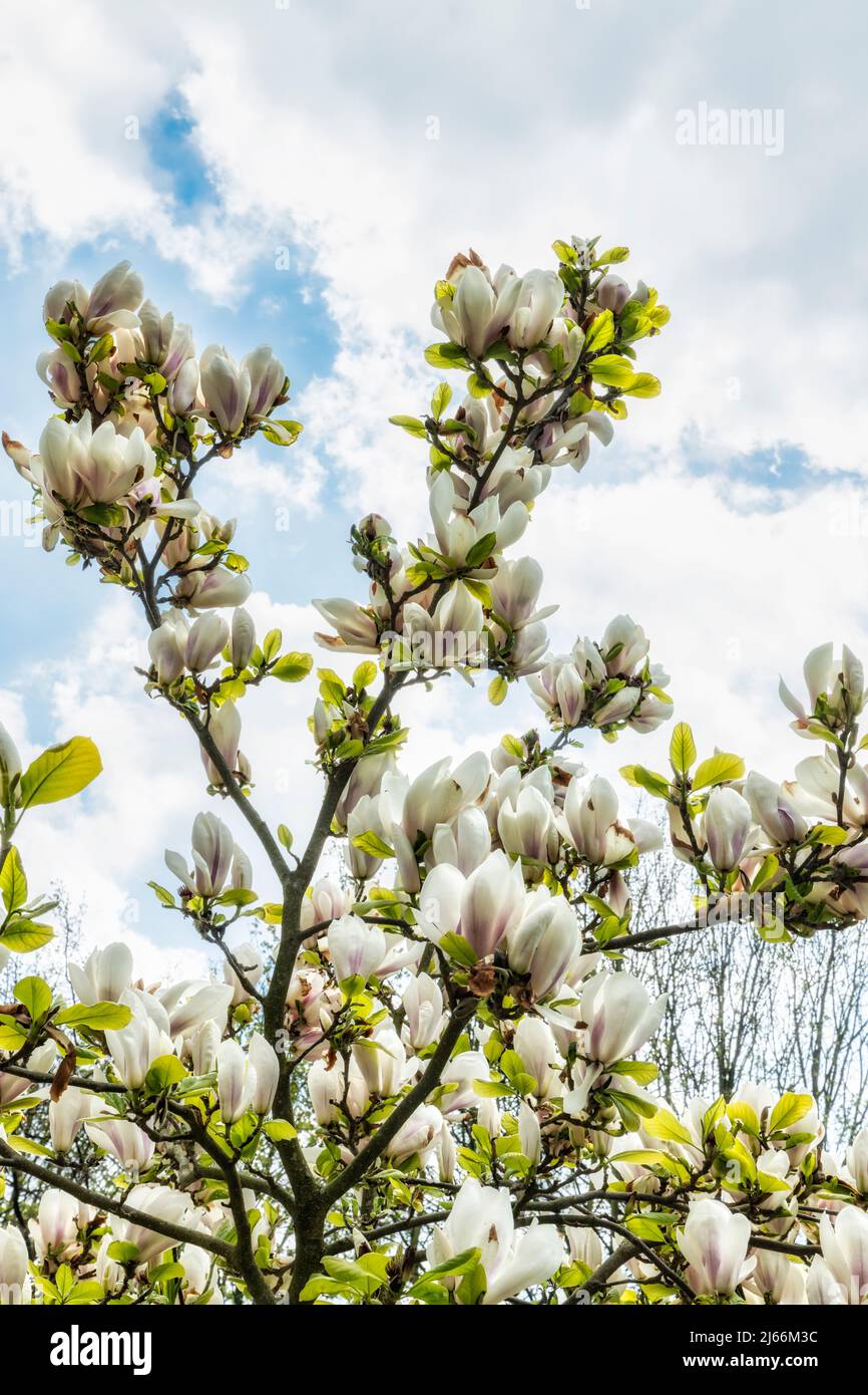 Eine Magnolie in voller Blüte Stock Photo