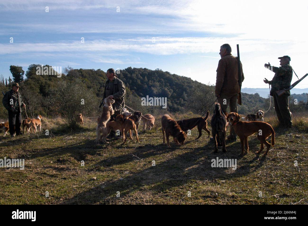 wild boar hunting with dogs