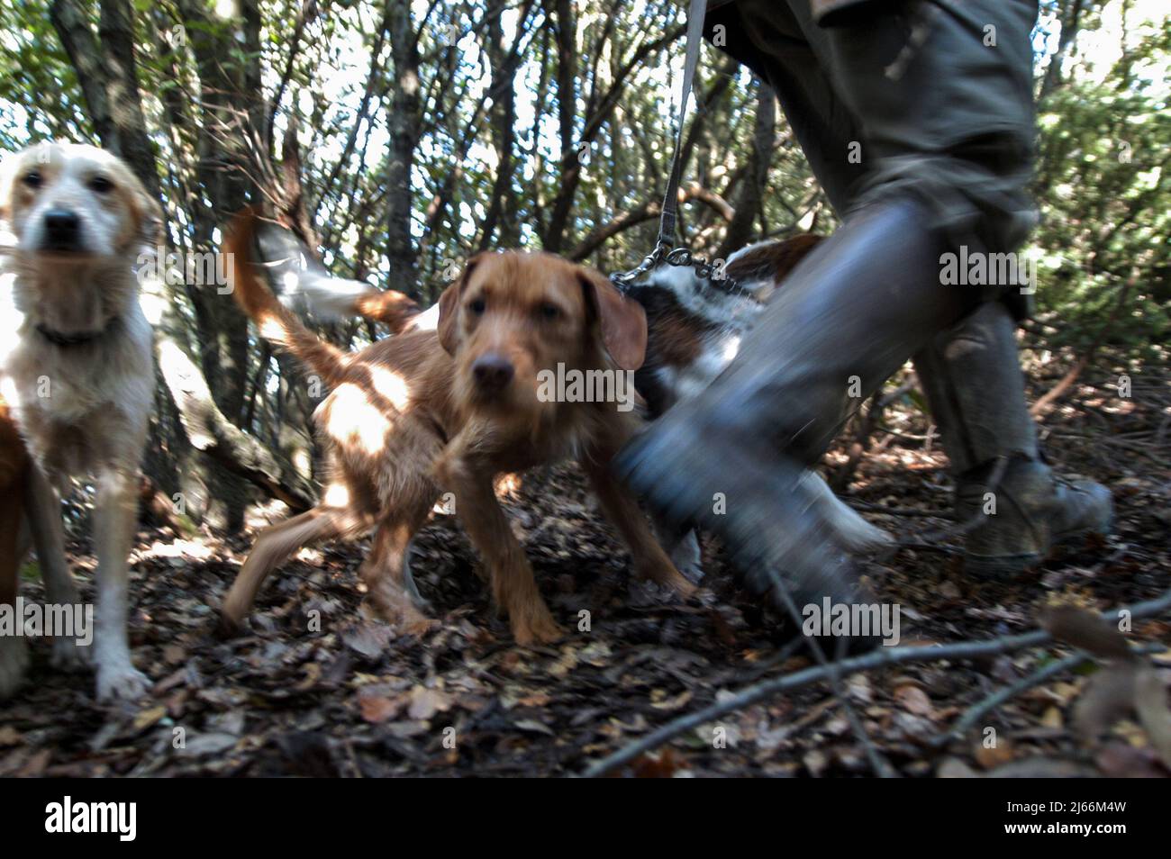 Page 2 - Boar Hunters High Resolution Stock Photography and Images - Alamy
