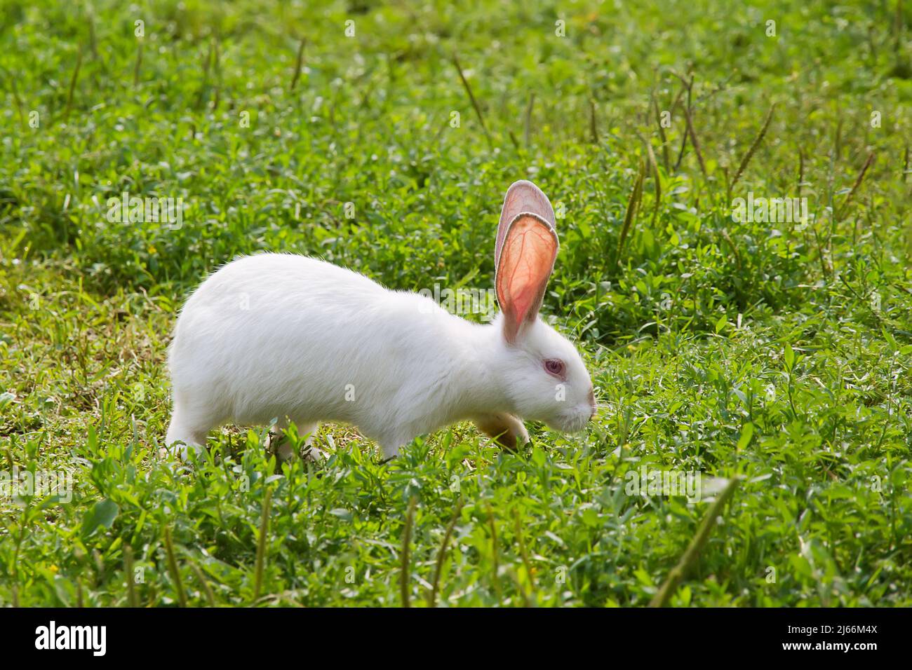 Decorative rabbits. Decorative white rabbit on green grass. Stock Photo