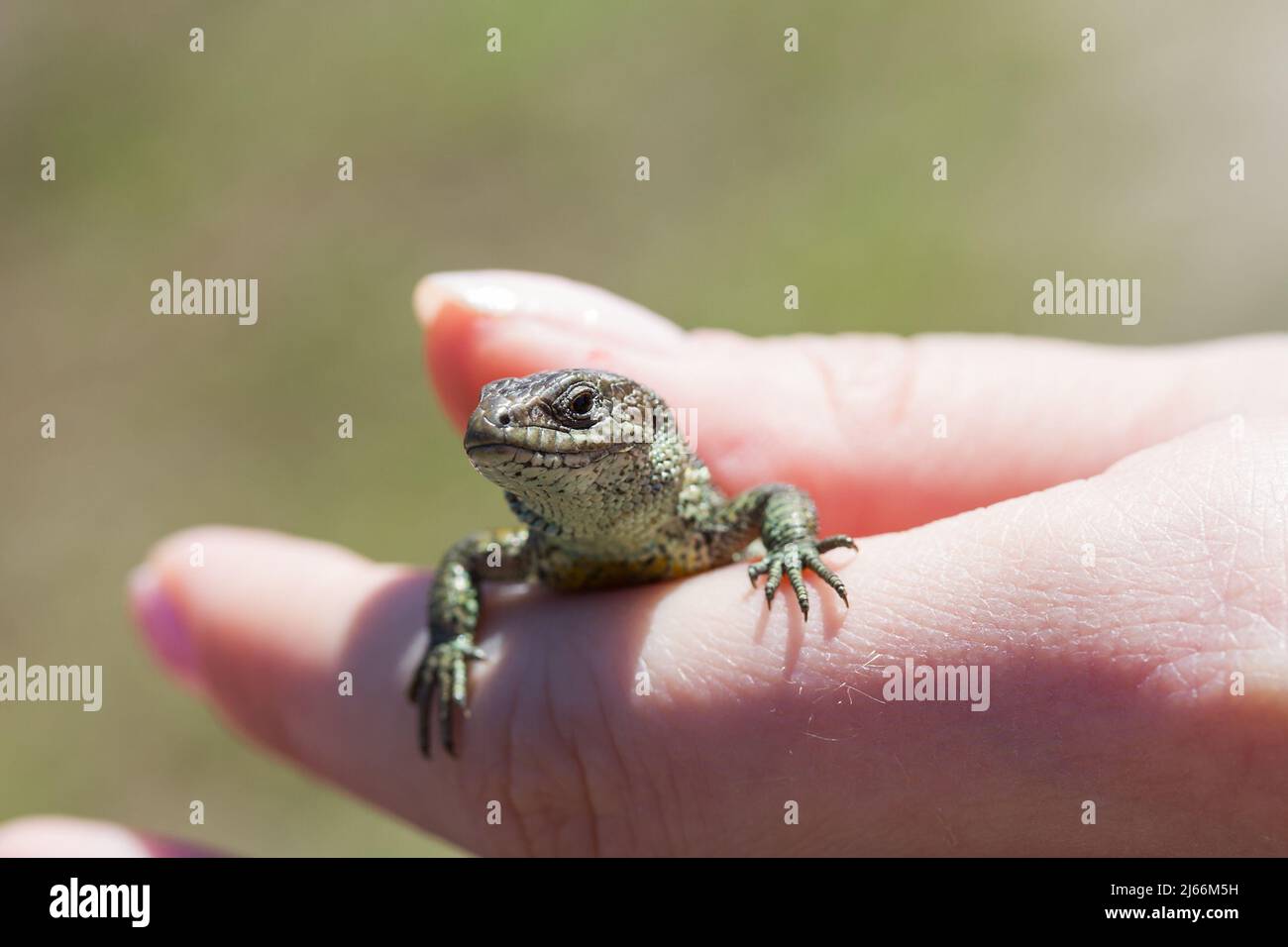 Small nimble lizard in a human hand. Stock Photo