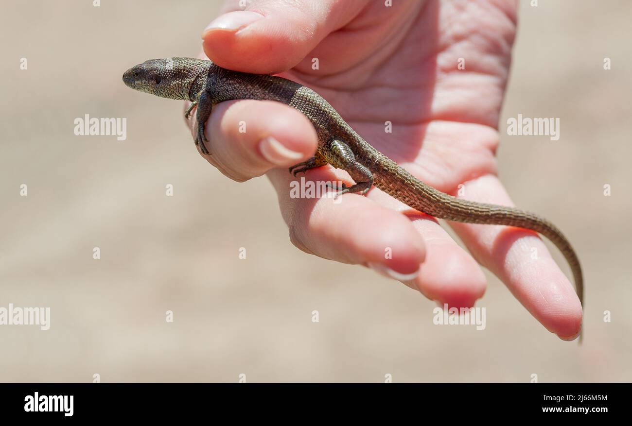 Small nimble lizard in a human hand. Stock Photo