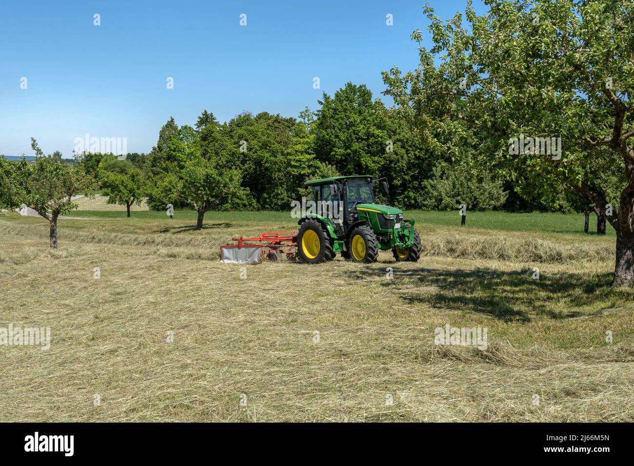 Tractor making hay in a meadow orchard Stock Photo