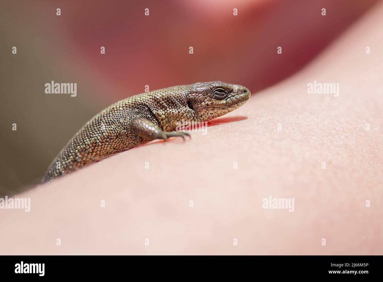 Small nimble lizard on a human hand. Stock Photo