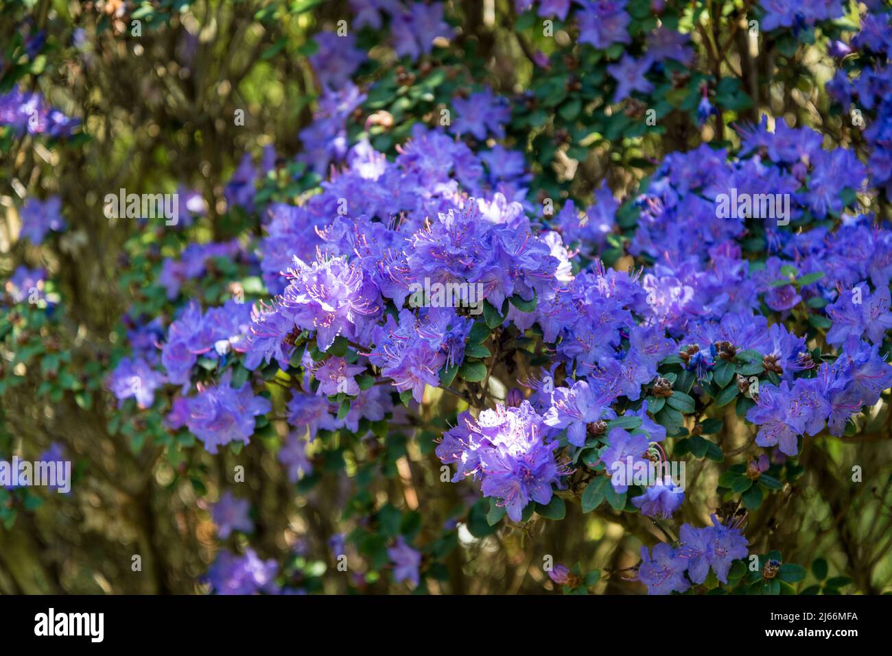 Songbird in flowers hi-res stock photography and images - Alamy