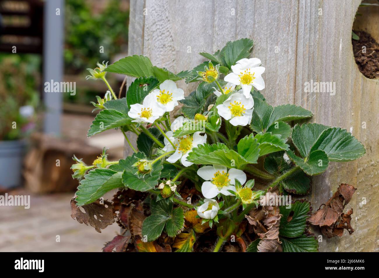 Strawberry flowers growing in a container Stock Photo