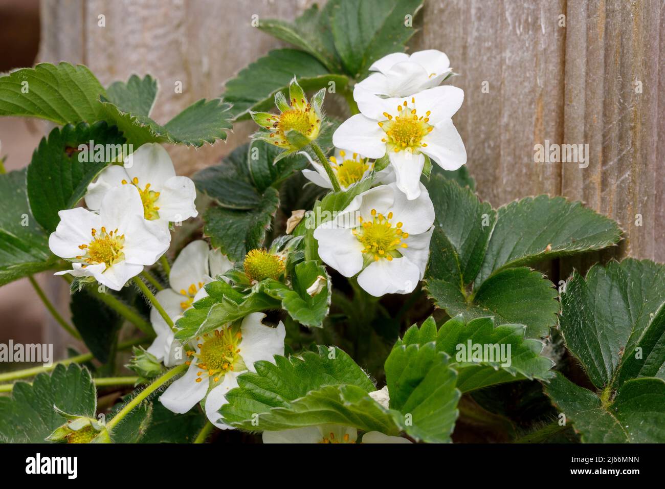Strawberry flowers growing in a container Stock Photo